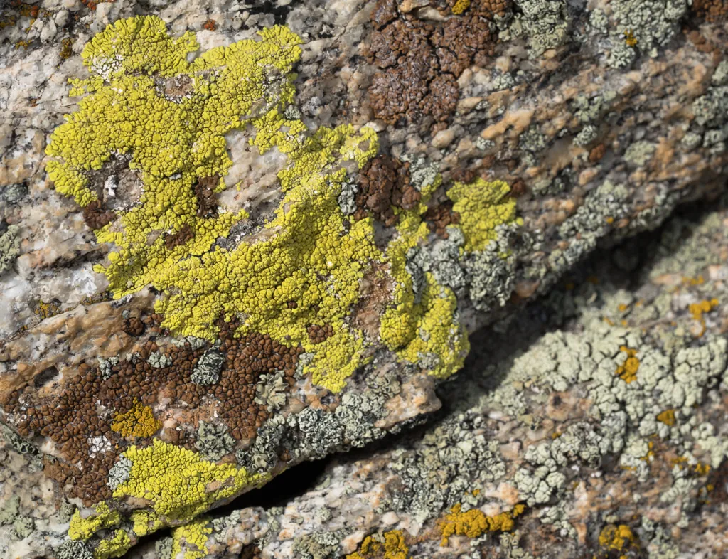 Safety lichen