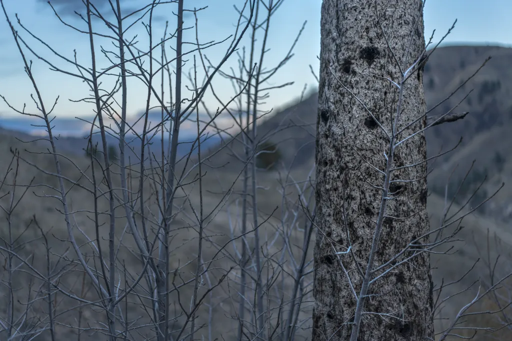 Ghost tree