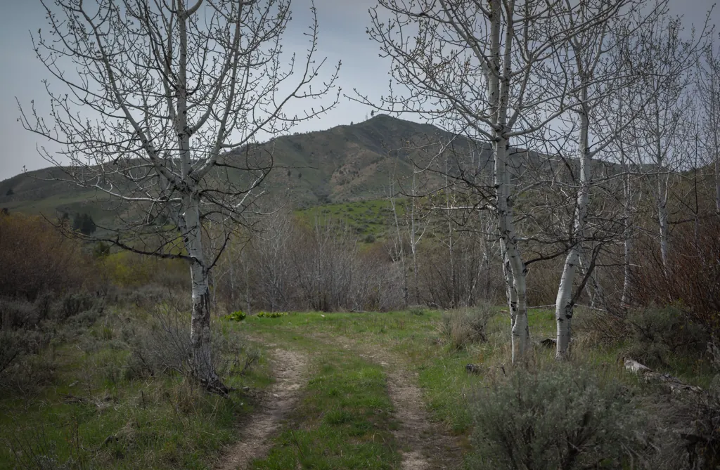 Along Jackass Creek