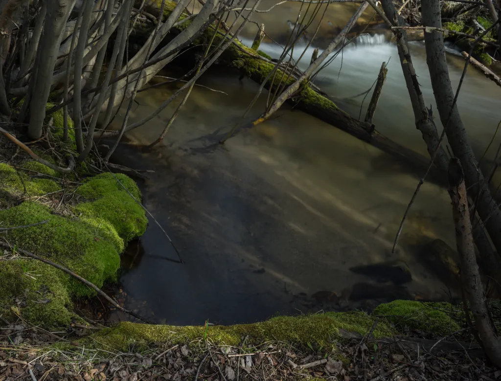 Rattlesnake moss