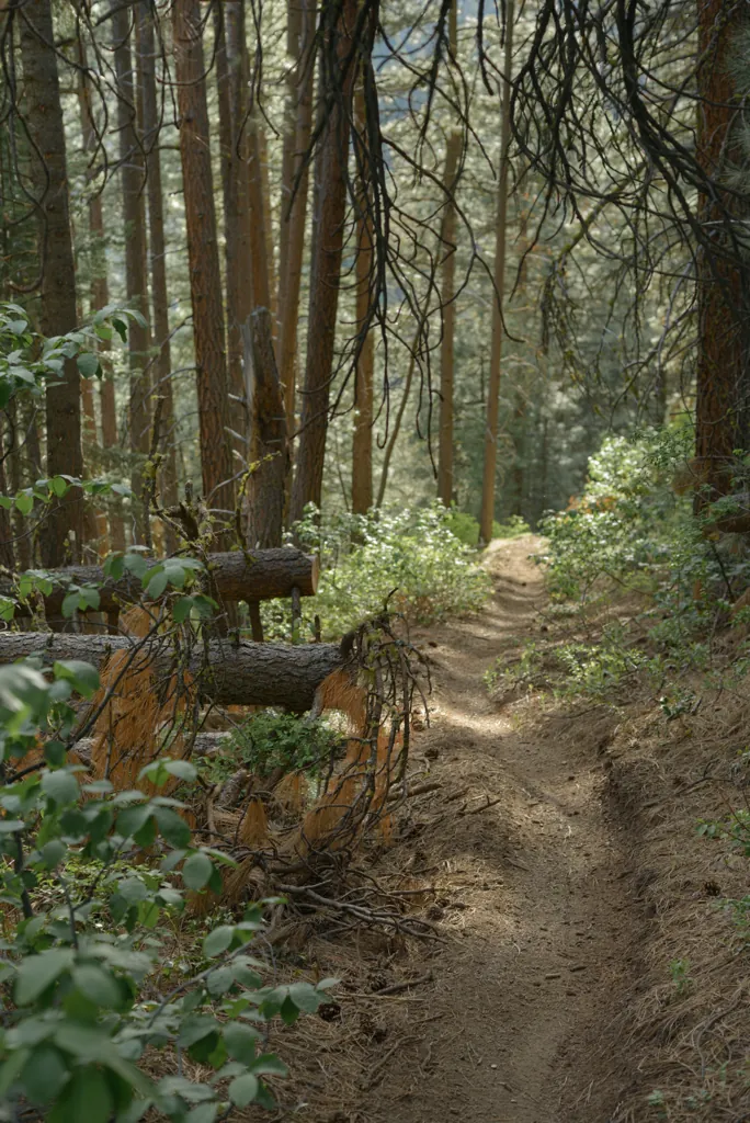 Fun in the woods