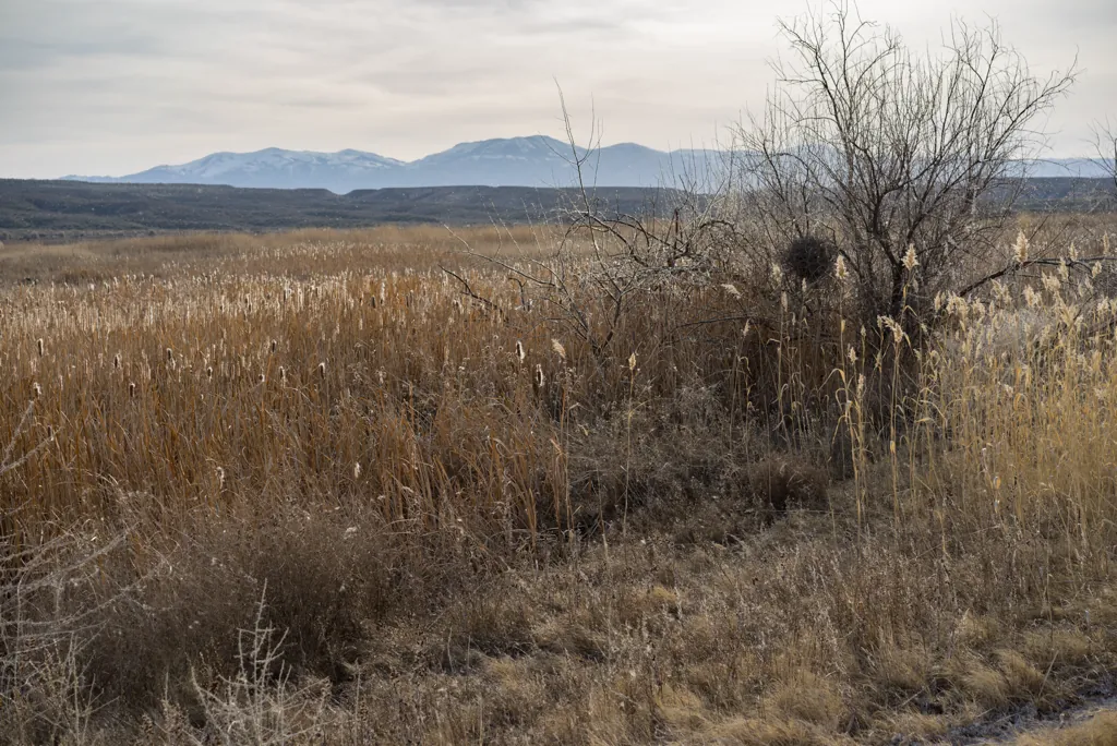 Cattails