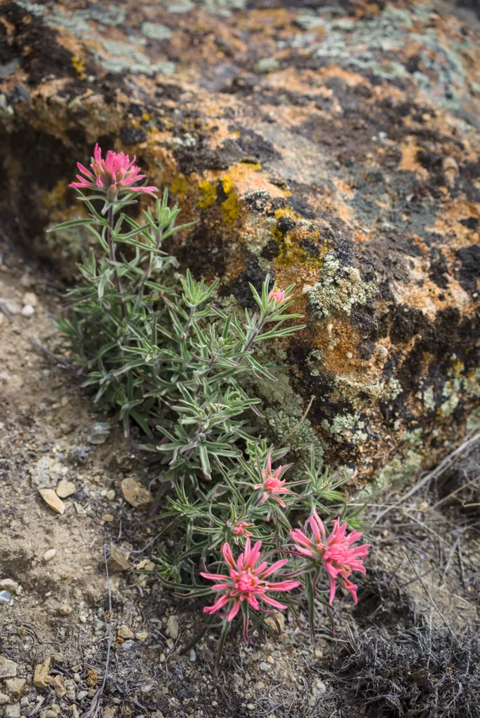 Paintbrush