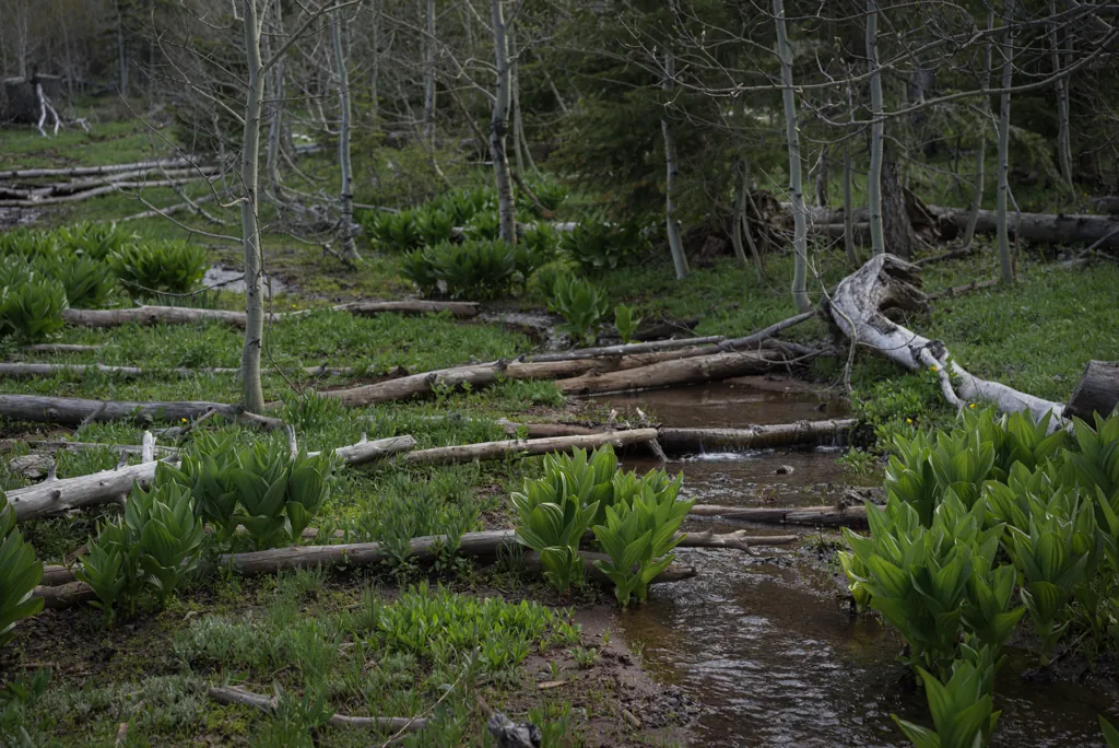 Succor Creek headwaters