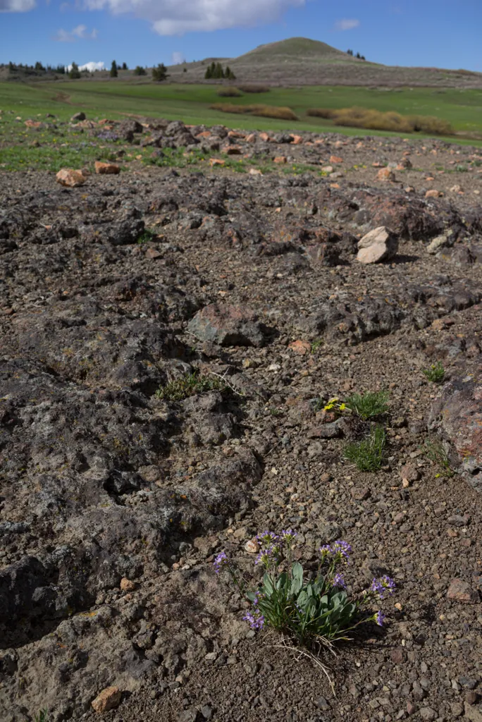 I love rock gardens
