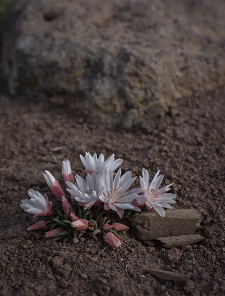 Bitterroot