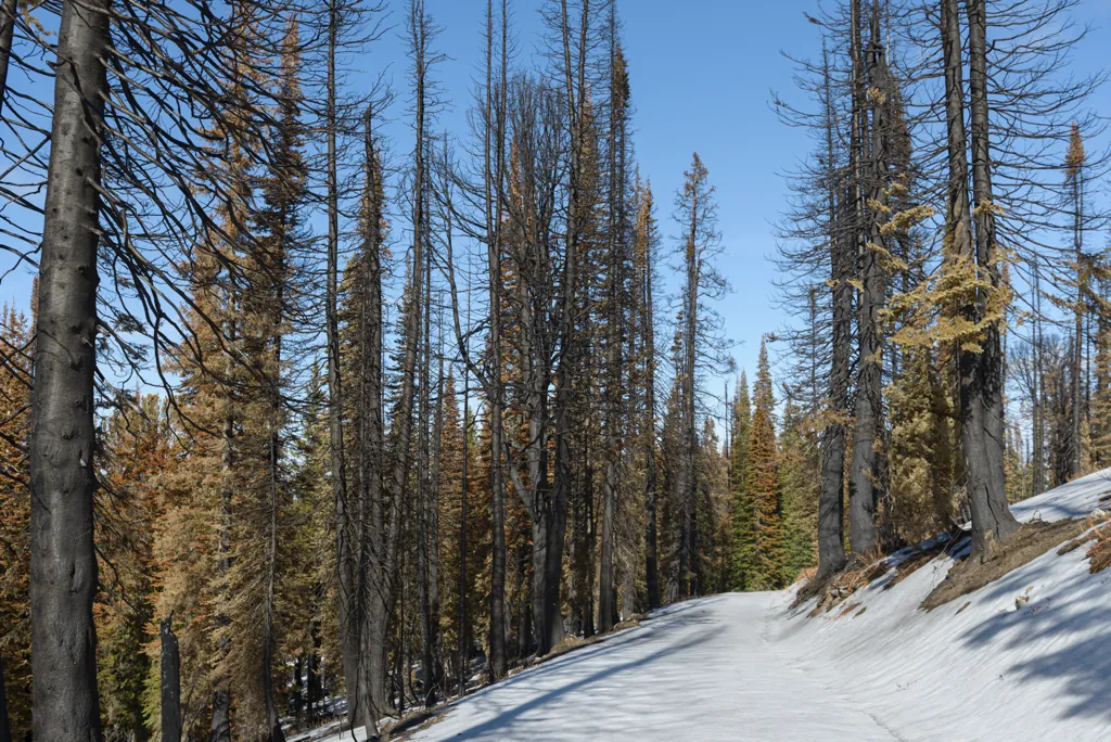 White road, black trees