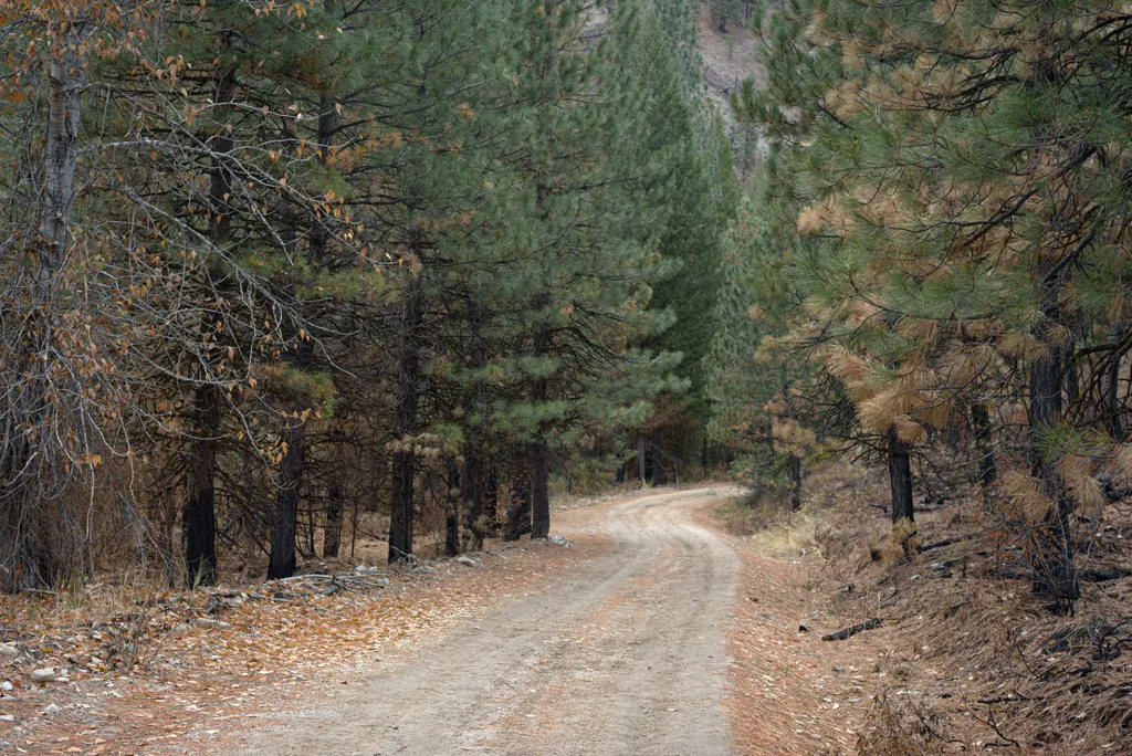 Phifer Creek Road